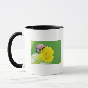 Taza Primer de la mariquita