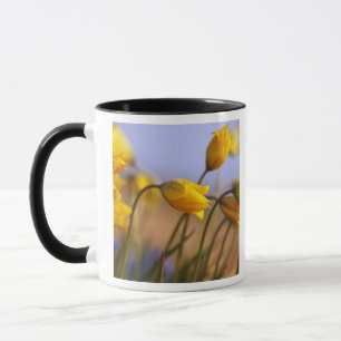 Taza Primer de narcisos