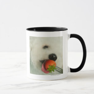 Taza Primer de un Bichon Frise que come una fresa