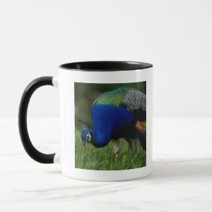 Taza Primer de un pavo real