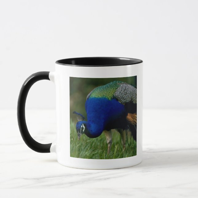 Taza Primer de un pavo real (Izquierda)