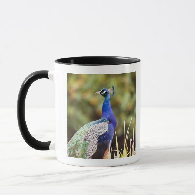 Taza Primer de un pavo real (Izquierda)