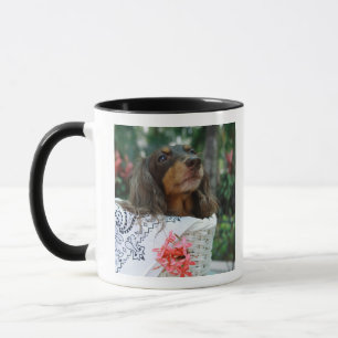 Taza Primer de un perro del Dachshund que se sienta en