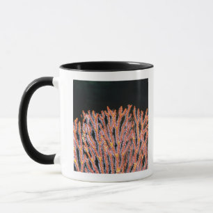 Taza Primer de una fan de mar de Gorgonian