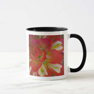 Taza Primer plano de Indian Paint Brush cerca de Gay Hi