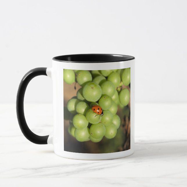 Taza Primer plano de mariquita en uvas verdes Pinot Noi (Izquierda)