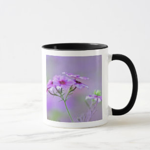 Taza Primer plano de Phlox de Drummond, Phlox drummondi