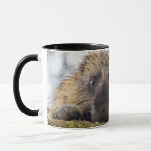 Taza Primer plano de puercoespín en un árbol