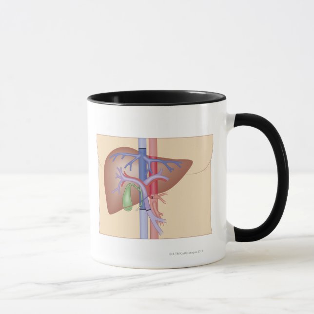 Taza Procedimiento del trasplante del hígado (Derecha)