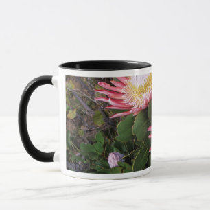 Taza Protea Rey (Protea Cynaroides), Helderberg