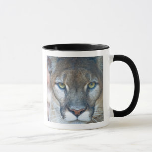 Taza Puma, león de montaña, pantera de Florida, Puma