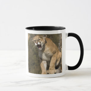 Taza Puma o león de montaña, puma concolor, Cautivo -