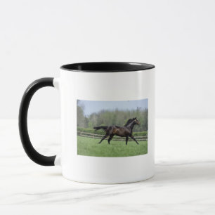 Taza Pura sangre del caballo, Wassl 1988,