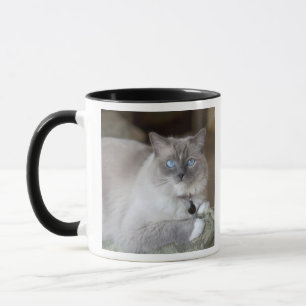 Taza Ragdoll Cat