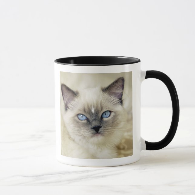 Taza Ragdoll kitten (Derecha)