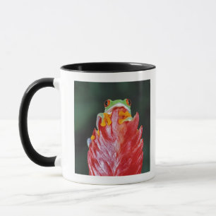 Taza Rana arbórea Rojo-Observada en la hoja