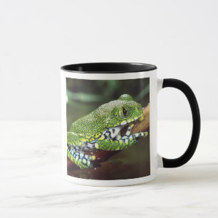 Taza Rana arborícola de ojos grandes, Leptopelis vermic