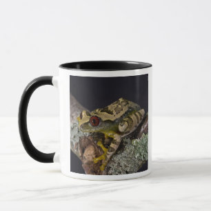 Taza Rana arborícola de ojos rojos africana, Leptopelis