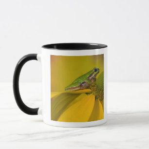 Taza rana de árbol del Pacífico en flores en nuestro ja