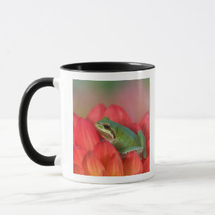 Taza Rana de árbol del Pacífico sobre flores en el jard