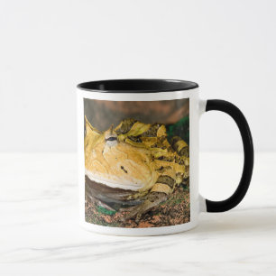 Taza Rana de cuernos brasileña, Ceratophrys cornuta, 3