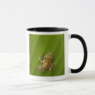 Taza Rana de Dink (diastema del Eleutherodactylus) en