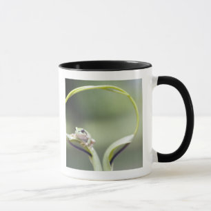 Taza Rana en el tronco de la planta, Biei, Hokkaido,