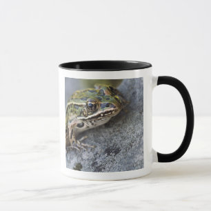 Taza rana leopardo norteña, Isla See-through,
