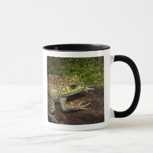 Taza Rana toro, Rana catesbeiana
