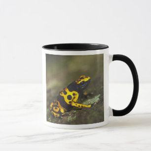 Taza Rana venenosa de bandas amarillas Dendrobates