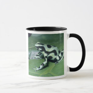 Taza Rana venenosa, (Dendrobates auratus) Cahuita
