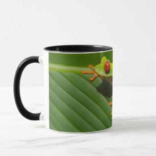 Taza Rana verde y colorida del árbol de la selva