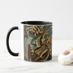 Taza Ranas y sapos antiguos Batrachia de Ernst Haeckel