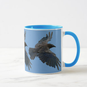 Taza Raven en la vida salvaje