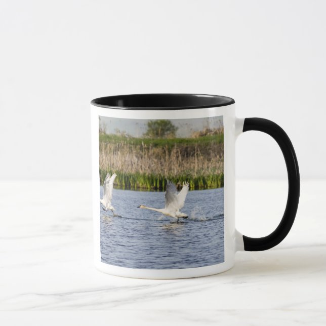 Taza Raza par de cisnes de tundra despegue para (Derecha)