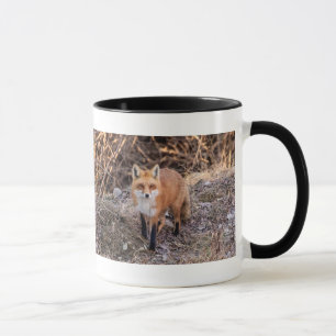 Taza Red Fox cerca y personal