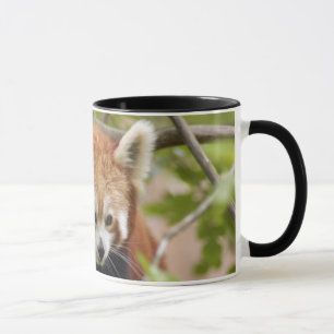 Taza red-panda-023