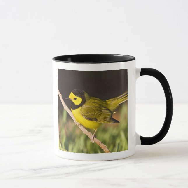 Taza Reinita Cabecinegra (Wilsonia citrina) (Derecha)