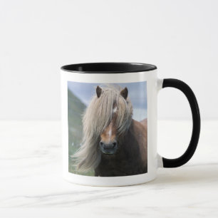 Taza Reino Unido, Escocia, Islas Shetland, pony de Shet