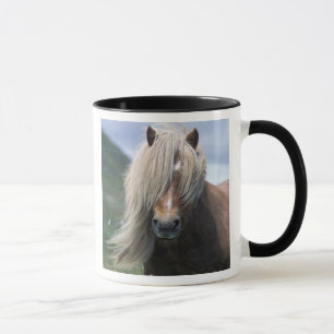 Taza Reino Unido, Escocia, Islas Shetland, pony Shetlan