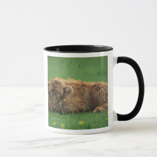 Taza Reino Unido, Escocia. Ternero de las Tierras Altas