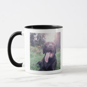 Taza Reino Unido, Inglaterra, Suffolk, bosque de