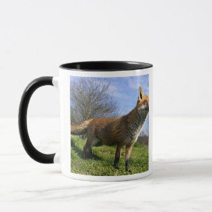 Taza Reino Unido, Inglaterra. Vulpes vulpes Red Fox