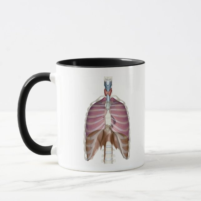 Taza representación 3d del sistema respiratorio (Izquierda)