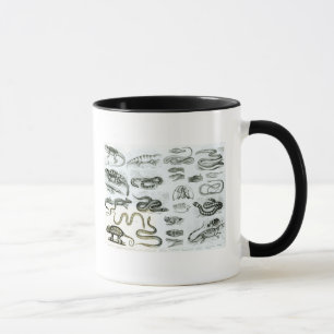 Taza Reptiles, serpientes y lagartos