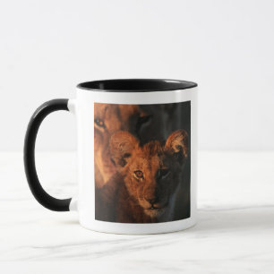 Taza Reserva de la fauna de Moremi, Botswana 2