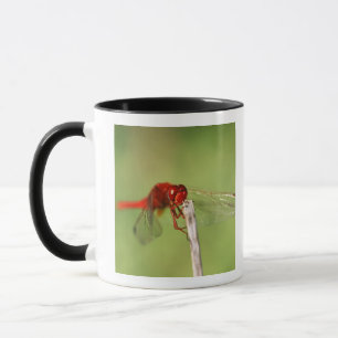Taza Reserva de naturaleza de Thomas Baines, Eastern