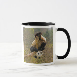 Taza Reserva de pandas de Wolong, China, 2 años y medio