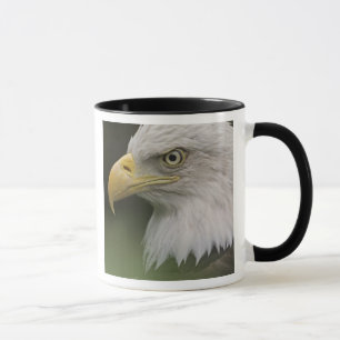 Taza Retrato de águila calva adulta, Haliaeetus