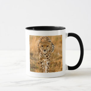 Taza Retrato de guepardo (Acinonyx Jubatus), Maasai